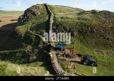 Die Arbeiten beginnen mit der Entfernung des umgeschlagenen Sycamore Gap Baumes an der Hadrian's Wall in Northumberland. Bilddatum: Donnerstag, 12. Oktober 2023. Stockfoto