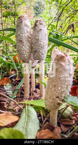 Große Anwälte perücken weiße Pilze, die zwischen Blättern im Wald wachsen. Coprinus comatus. Aargau, Schweiz Stockfoto