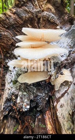 Weiße Pilze Porzellanpilz (Oudemansiella mucida) wächst auf einem Baumstamm, Nahaufnahme mit selektivem Fokus. Kanton Aargau, Schweiz Stockfoto