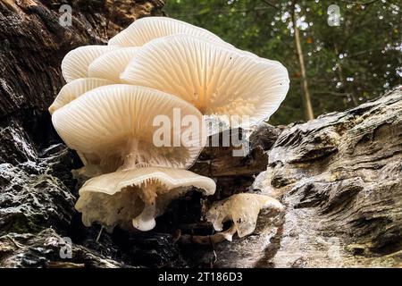 Weiße Pilze Porzellanpilz (Oudemansiella mucida) wächst auf einem Baumstamm, Nahaufnahme mit selektivem Fokus. Kanton Aargau, Schweiz Stockfoto