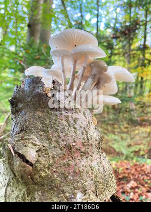 Weiße Pilze Porzellanpilz (Oudemansiella mucida) wächst auf einem Baumstamm, Nahaufnahme mit selektivem Fokus. Kanton Aargau, Schweiz Stockfoto