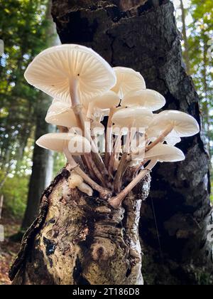 Weiße Pilze Porzellanpilz (Oudemansiella mucida) wächst auf einem Baumstamm, Nahaufnahme mit selektivem Fokus. Kanton Aargau, Schweiz Stockfoto