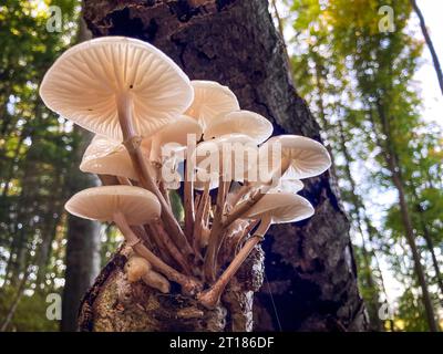 Weiße Pilze Porzellanpilz (Oudemansiella mucida) wächst auf einem Baumstamm, Nahaufnahme mit selektivem Fokus. Kanton Aargau, Schweiz Stockfoto