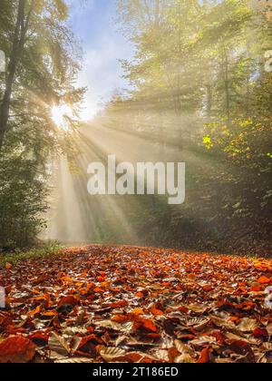 Sonnenstrahlen, Lichtstrahlen strahlen strahlen durch Bäume auf einem Waldweg, immergrüne boreale Wälder. Kanton Aargau, Schweiz Stockfoto