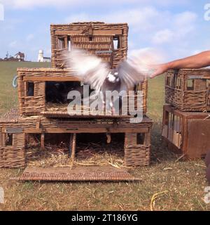 Close Up man, der Bewegung loslässt, verschwommene Renntauben aus Korb-Transportkörben auf der hohen Klippenspitze Hunstanton Norfolk England Großbritannien Stockfoto