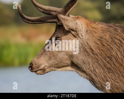 Rothirsch Hirschkopf Nahaufnahme Stockfoto