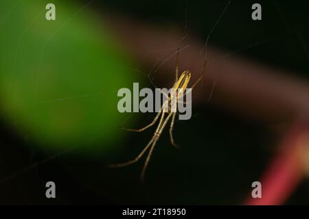 Langgezogener Kugelweber im Web mit farbenfrohem Hintergrund Stockfoto