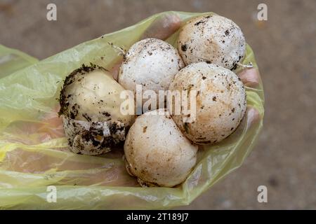 Fünf Eier des Gemeinen Stinkhorns (Phallus impudicus) im Plastikbeutel Stockfoto