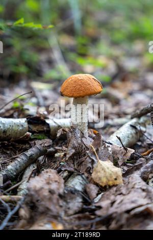 Einzelner Birkenpilz (Leccinum versipelle). Im Wald Stockfoto