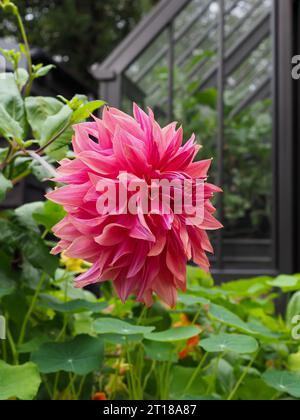 Nahaufnahme eines Profils von Dahlia „Penhill Dark Monarch“ in einem britischen Garten mit einem traditionellen viktorianischen Gewächshaus im Hintergrund Stockfoto