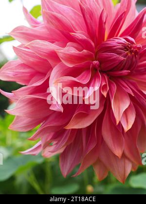 Äußerste Nahaufnahme der Dahlia 'Penhill Dark Monarch' mit ihren rosafarbenen und orangefarbenen Rüschenblättern in einem Spätsommergarten Stockfoto