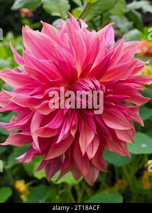 Ganz aus der Nähe des dekorativen Essplatts Dahlia „Penhill Dark Monarch“, der seine zweifarbigen rosa und orangen Rüschenblätter in einem Herbstgarten zeigt Stockfoto