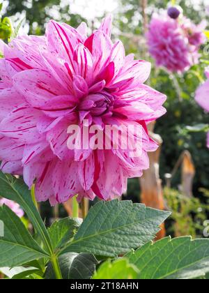 Nahaufnahme des großen Dahlientellers Dahlia „Painted Girl“ Blumenkopf, eine zweifarbige Blume mit rosa und roten Streifenblättern in einem Herbstgarten Stockfoto