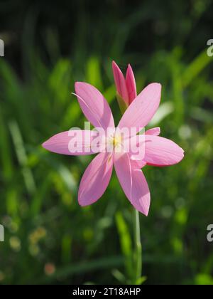 Rosa Hesperantha coccinea „Sonnenaufgang“ Blume aus nächster Nähe und Gesicht in einem Garten im Oktober (Kaffir Lily, Karmesinlilie, Schizostylis coccinea) Stockfoto