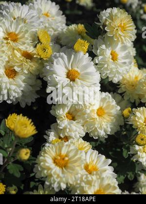 Nahaufnahme der harten weißen / cremefarbenen / gelben Doppelblumen von Chrysantheme 'Poesie' in der Herbstsonne in einem britischen Garten im Oktober. Stockfoto