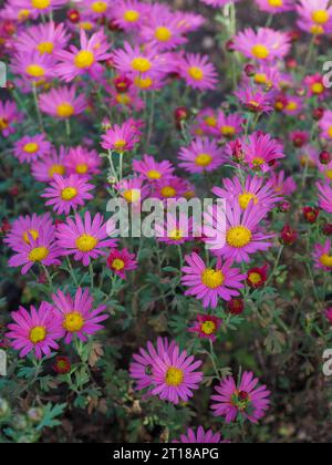 Nahaufnahme der rosafarbenen und gelben Blüten der Chrysantheme „Gobelin Rose“ in voller Blüte in einem britischen Garten im Oktober Stockfoto