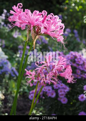 Nahaufnahme der lockigen Blütenblätter einer rosa Nerine bowdenii (Bowden Lily), die im Oktober von einem Sonnenstrahl im Herbst in einer farbenfrohen Gartenkante hervorgehoben wird Stockfoto