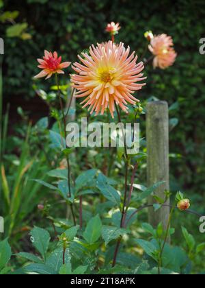 Porträt einer ungewöhnlichen Dahlienblüte aus Orange/Koralle/Aprikose/Pfirsichkaktus mit spitzen Blüten und langem Stiel in einem Schnittgarten im Oktober in Großbritannien Stockfoto