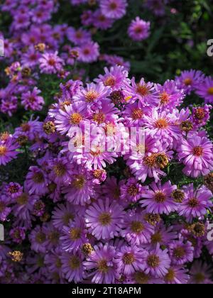 Nahaufnahme Porträt einer Masse von hell-violetten Aster amellus „Lac de Geneve“ Blumen, die im Oktober in einem britischen Garten wachsen (Michaelmas Gänseblümchen) Stockfoto