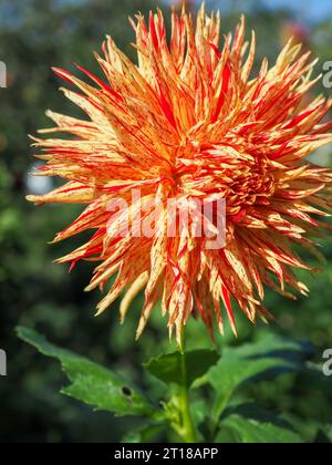 Nahaufnahme des Blumenkopfes von Dahlia „Rejmans Firecracker“, einer orangen Kaktusblume Dahlia mit roten Streifen (Typ Fimbriata) in einem Herbstgarten Stockfoto