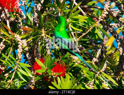 Ein männlicher Malachit-sunbird () in seinem Brutgefieder sucht in einem Flaschenbürstenbaum Nektar. Stockfoto