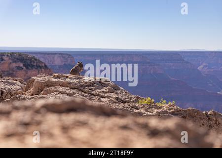 Das Rock Squirrel verzehrt eine Nuss am Rand des Felsens und bewundert den Blick auf den Grand Canyon in den USA. Stockfoto