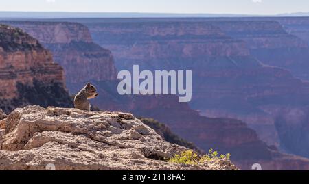 Das Rock Squirrel verzehrt eine Nuss am Rand des Felsens und bewundert den Blick auf den Grand Canyon in den USA. Stockfoto