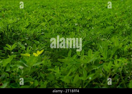 Ein Erdnussfeld mit Reihen von Erdnusspflanzen Stockfoto