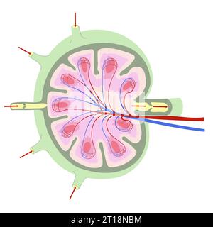 Anatomie eines Lymphknotens. Vereinfachtes Schema mit externer und interner Struktur. Stock Vektor