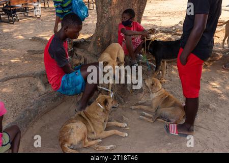 Manica, Mosambik - 28. September 2021: Kleine Kinder zusammen unter einem Baum mit ihren Africanis-Hunden Stockfoto