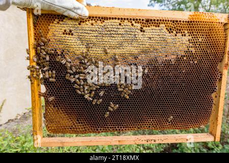 Eine Hand hält einen Rahmen aus dem Bienenstock, der mit einer Kappe versehene Wabenwaben und frischen, nicht gekappten Honig zeigt. Eine Gruppe von Bienen arbeitet fleißig am Rahmen Stockfoto