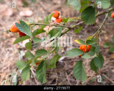 Wunderschöne rote und orangene wilde Hundelrosen-Beeren wachsen an einem Hagebuttenstrauch in einem Wald an einem sonnigen Tag. Stockfoto