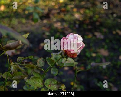 Eine einsame, wunderschöne, rot-rosa Rosenblütenknospe, die in einem dunklen, düsteren, verlassenen Garten wächst. Natürlicher floraler Hintergrund im Freien. Stockfoto