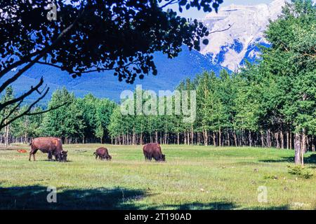 Bisonbüffel, die auf einer Wiese in einer wunderschönen Landschaft grasen Stockfoto