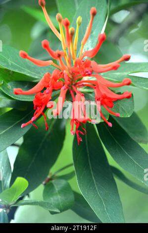 Red Embothrium Coccineum (chilenischer Feuerbusch) Blume, die im Himalayan Garden & Sculpture Park in North Yorkshire, England, Großbritannien angebaut wird. Stockfoto