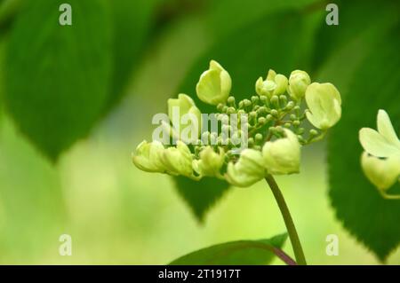 Viburnum Plicatum Tomentosum „Kilimanjaro Sunrise“ (japanischer Schneeballbusch), angebaut im Himalayan Garden & Sculpture Park, North Yorkshire, England. Stockfoto