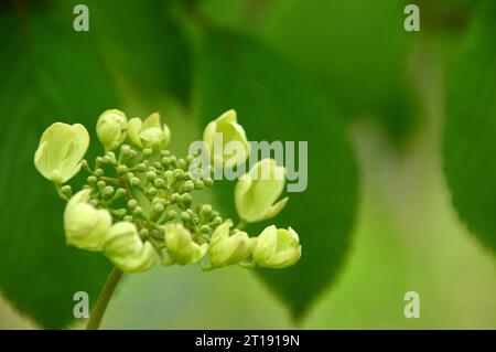 Viburnum Plicatum Tomentosum „Kilimanjaro Sunrise“ (japanischer Schneeballbusch), angebaut im Himalayan Garden & Sculpture Park, North Yorkshire, England. Stockfoto