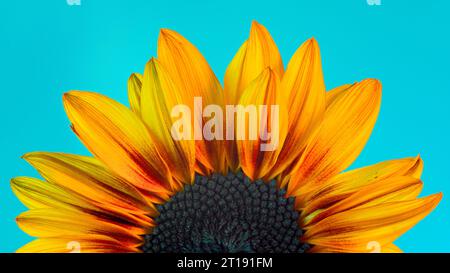 Ein Sonnenblumenkopf mit leuchtenden gelben und orangen Blütenblättern und einem komplizierten Zentrum, das vor einem lebhaften blauen Hintergrund gedreht wird. Stockfoto