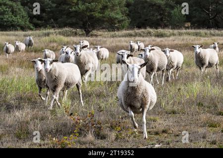 Lychen, Deutschland. Oktober 2023. Bentheimer Landschafe werden auch in der Tangersdorfer Heide genutzt, um die Heide offen zu halten und damit die Landschaft zu erhalten. Die Heinz-Sielmann-Stiftung schafft derzeit die Voraussetzungen dafür, dass die Heide in den kommenden Jahren auf dem ehemaligen Militärübungsgelände wieder blühen kann und das für die Artenvielfalt wertvolle Freiland nicht nach und nach zu Wald wird. Quelle: Jens Kalaene/dpa/Alamy Live News Stockfoto