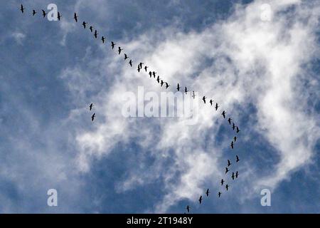 Lychen, Deutschland. Oktober 2023. Wildgänse fliegen in der typischen Keilform am Himmel. Sie ruhen auf dem Weg zu ihren Überwinterungsgebieten im Süden Brandenburgs aus. Quelle: Jens Kalaene/dpa/Alamy Live News Stockfoto