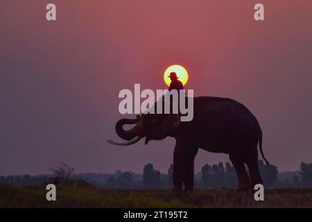 Silhouette eines Mahout, der auf einem Elefanten reitet, Surin, Thailand Stockfoto