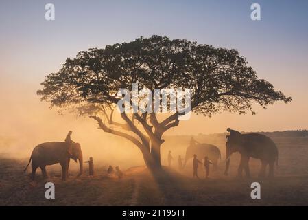 Silhouette von Mahouts, die Elefanten und Kinder unter einem Baum reiten, Surin, Thailand Stockfoto