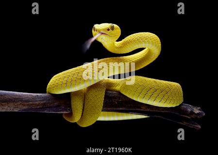 Nahaufnahme einer gelben weißlippigen Baumviper auf einem Zweig in Indonesien Stockfoto