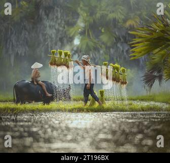 Ein Bauer, der auf einem überfluteten Feld unterwegs ist und Reispflanzen trägt, und ein Junge, der auf einem Büffel sitzt, Thailand Stockfoto
