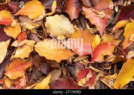 Landschafts- und Makrofotografie - NorCal Stockfoto