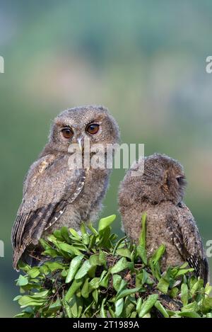 Zwei junge eurasische Sölpel-Eulen (Otus Sölpel), die auf einem Zweig, Indonesien, von einander wegschauen Stockfoto