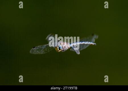 Riesige blaue Libelle, die in der Luft schwebt, British Columbia, Kanada Stockfoto