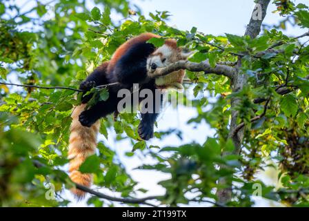 Red Panda - Ailurus fulgens, beliebter kleiner Panda aus asiatischen Wäldern und Wäldern, China. Stockfoto