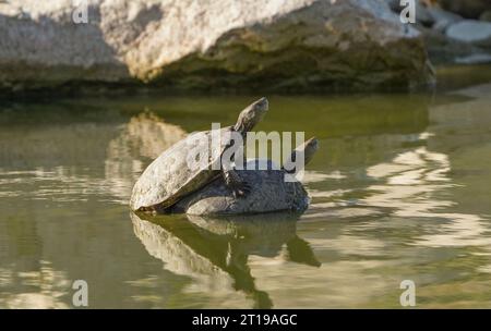 Spanische Teichschildkröte (Mauremys leprosa), die sich auf einem Felsen in einem Fluss in Andalusien, Spanien, sonnt. Stockfoto