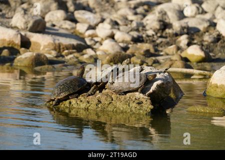 Spanische Teichschildkröte (Mauremys leprosa), die sich auf einem Felsen in einem Fluss in Andalusien, Spanien, sonnt. Stockfoto